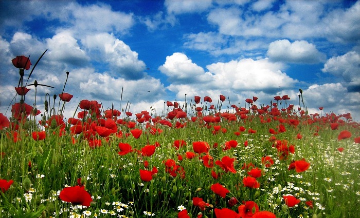 Mãn nhãn 10 cánh đồng hoa đẹp nhất thế giới | Air Tickets